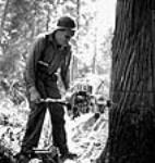 Power saw operator working on the undercut of a tree to determine the direction of the fall of the tree July 1944
