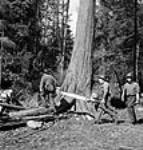 Les bûcherons Edward Crocker (à gauche) et Henry Bill, employés de l'Industrial Engineering Limited, emmènent une scie à essence dans les bois à la crête Hollyburn July 1944