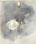 Canada. 1861. (White Rose) 1861