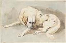 'Basque', a Pyrenean wolf hound, New Brunswick 1865 1865