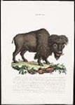 Bissonte (Buffalo) 1750-1780