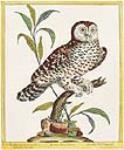 Noctua Canadensis (The Great Owl) ca 1775
