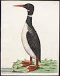 The Great Speckled Loon from Newfoundland 1735