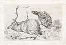 Vulture on a Stag 1852