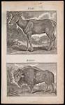 Elk and Bison ca. 1800
