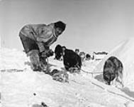 Feeding the Dogs 1953