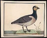 Anser Canadensis, The Canada Goose ca. 1731-1738.