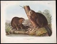 Castor Fiber Americanus, Linn. American Beaver 1844