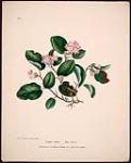 Epigoea repens, May Flower 1840