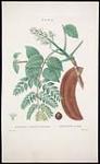 Gymnocladus Canadensis chicot de Canada. Table 6, No 19 [American coffee-tree] ca. 1800.
