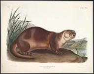 Canadian Otter 1844