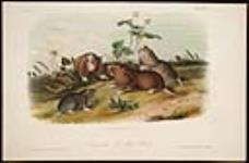 Canada Pouched Rat ca. 1849.