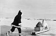 Registered Nurse Shirley Green is running behind a dog sled travelling through snow at Fort Chimo c 1950