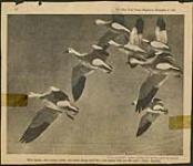 Geese migrating [graphic material] 8 November 1936