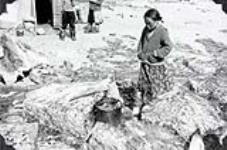 A whale meat dinner is nearly ready to serve 1952