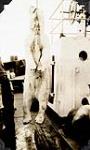 Slaughtered polar bear suspended from a chain 1952