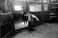 Michael Erruda, 18 years old, brings out a horse for grooming. He works on his uncle's farm training and grooming horses June, 2003