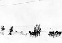 Inuit men in caribou parkas and dog team May, 1916