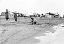Inuit pulling fish from nets on the shore, Baillie Island (Utkraluk), Northwest Territories July, 1916