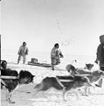 Two Inuit men with a qamutiik (sled) and dog team meeting an RCMP officer 1949