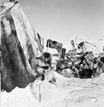 Young Inuk boy emerging from a tupiq (skin tent) in the Bathurst Inlet (Qingauq) area. Outside the tent is a pile of frozen caribou - part of the winter's supply for the family 1950