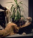 Store window display at Bay and Bloor Streets containing two models and a plant 1976-1978.
