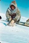 Inuit man [John Ollie] with sunglasses, cutting off a piece of frozen caribou meat, as he stops to eat on his journey n.d.