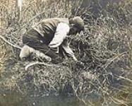 Harold Udgaarten checking a trap [graphic material] ca. 1901-1904.