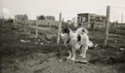 Settlement: fence, husky and houses [graphic material] ca. 1931.