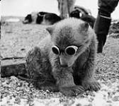 Polar Bear Cub 1942-1944.