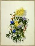 [A Group of Wildflowers.] Gentiana, noli me tangere [Forget-me-nots and goldenrods?] ca. 1840