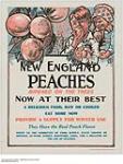 New England Peaches Ripened on the Trees 1914-1918