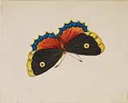 Papillon noir et orange n.d.