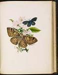Moth and Butterfly on Flowering Branch Décembre 1845.