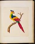 Perroquet au plumage multicolore n.d.