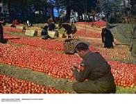 Canadian Soldiers Making Selection of Apples under Italian Sun ca. 1943-1965.