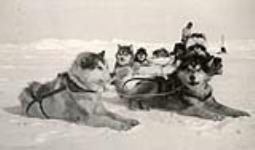[Dog team taking a rest] [between 1928 amd 1944].