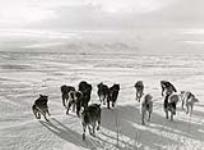 [Dog team in motion, from sled] [between 1928 and 1944].