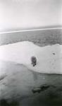 [Polar bear on ice floe] [between 1928 and 1944].