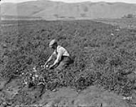 Peace River district, Alta. - Early tomatoes, Peace River, Alta