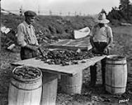 Method of cleaning oysters removing bits of small shells and other marine growth with a small blunt edge hatchet before oysters are packed in barrels for shipment 1936