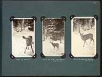 Fawn at Canmore; Buck in the woods, near Canmore; Fawn in the woods, near Canmore [1918]