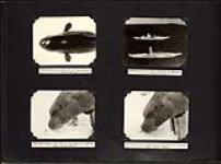 Beluga whale fetus, Inuit ivory carvings, side views of the head of a bearded seal 1929.
