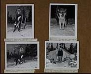 Views of huskies in camp ; Wm. Black stands in front of Ivan Playford's tent 13-14 December 1950.