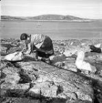 [Taktu preparing seal with an ulu, Kinngait, Nunavut] 1960