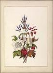 [Two flowers] 1. Feverberry [possibly vibernum oxycoccos]. 2. Verbena 1840-1842