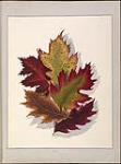[Leaf study]. Oak 1840-1842