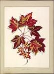 [Leaf Study]. Scarlet Maple 1840-1842