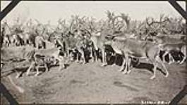 [High type reindeer, Pastolik herd] [1926]