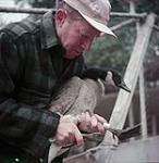 Homme tenant une bernache du Canada et coupant ses griffes, à Kingsville November 1954